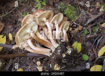 Champignons de miel, Armillaria cf. Mellea, croissant dans une zone boisée, sur la montagne de Grambauer, au sud-est de Troy, Montana Royaume: Division des champignons: Basidi Banque D'Images