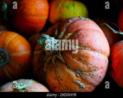 Les citrouilles orange sont situées sur le sol dans la grange ou la grange. Légumes authentiques et naturels de nouvelle récolte. Arrière-plan de la ferme... Banque D'Images