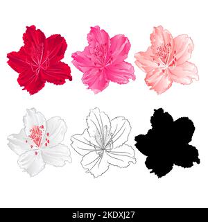 Fleur rhododendron arbuste de montagne rouge, rose, rose clair, blanc , contour et silhouette sur un fond blanc vintage fleur dix vecteur illustration e Illustration de Vecteur