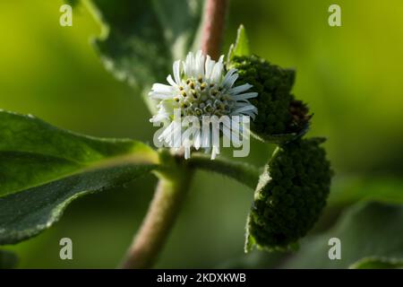 Eclipta plante dans la nature. Fausse Marguerite ou eclipta alba ou bhringraj ou eclipta prostrata ou yerba de tago. Belle nature, papier peint. Plante à base de plantes. Banque D'Images