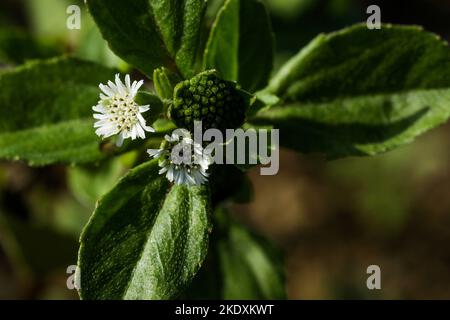 Eclipta plante dans la nature. Fausse Marguerite ou eclipta alba ou bhringraj ou eclipta prostrata ou yerba de tago. Belle nature, papier peint. Plante à base de plantes. Banque D'Images