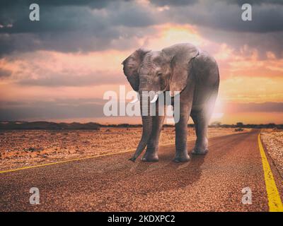 promenades à dos d'éléphant sur une route asphaltée au coucher du soleil. Banque D'Images