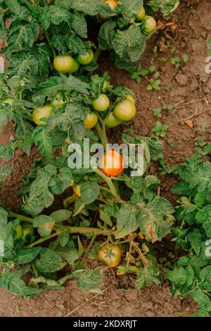 Vue de dessus des tomates non mûres poussant sur la plante verte sur le sol sec le jour d'été à la ferme Banque D'Images