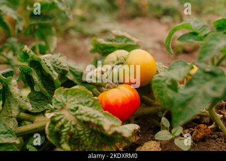Petites tomates fraîches avec des feuilles vertes sur terre de plantation le jour d'été Banque D'Images