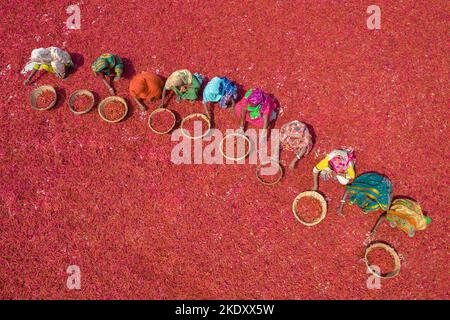 Bogura, Rajshahi, Bangladesh. 9th novembre 2022. Les travailleuses trient des millions de piments rouges qui créent une mer de rouge couvrant des hectares de terre. Ils reçoivent Â€3 par jour ''“ avancer lentement avec leurs paniers pour séparer le mauvais du bien après que les piments ont été séchés au soleil pendant une semaine. Plus de 1000 travailleuses travaillent dans près de 100 fermes de Chili du district de Bogura, au Bangladesh, pour fournir des piments aux entreprises locales. (Credit image: © Mustasinur Rahman Alvi/ZUMA Press Wire) Credit: ZUMA Press, Inc./Alamy Live News Banque D'Images