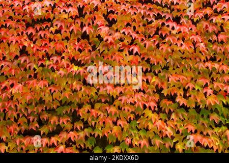 Feuilles de vin sauvage rouge et orange pour un fond naturel Banque D'Images