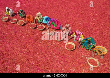 Bogura, Rajshahi, Bangladesh. 9th novembre 2022. Les travailleuses trient des millions de piments rouges qui créent une mer de rouge couvrant des hectares de terre. Ils reçoivent Â€3 par jour ''“ avancer lentement avec leurs paniers pour séparer le mauvais du bien après que les piments ont été séchés au soleil pendant une semaine. Plus de 1000 travailleuses travaillent dans près de 100 fermes de Chili du district de Bogura, au Bangladesh, pour fournir des piments aux entreprises locales. (Credit image: © Mustasinur Rahman Alvi/ZUMA Press Wire) Credit: ZUMA Press, Inc./Alamy Live News Banque D'Images