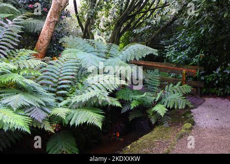 De grands fougères arborescentes dans un jardin de Cornouailles - John Gollop Banque D'Images