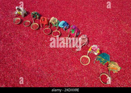 Bogura, Rajshahi, Bangladesh. 9th novembre 2022. Les travailleuses trient des millions de piments rouges qui créent une mer de rouge couvrant des hectares de terre. Ils reçoivent Â€3 par jour ''“ avancer lentement avec leurs paniers pour séparer le mauvais du bien après que les piments ont été séchés au soleil pendant une semaine. Plus de 1000 travailleuses travaillent dans près de 100 fermes de Chili du district de Bogura, au Bangladesh, pour fournir des piments aux entreprises locales. (Credit image: © Mustasinur Rahman Alvi/ZUMA Press Wire) Credit: ZUMA Press, Inc./Alamy Live News Banque D'Images