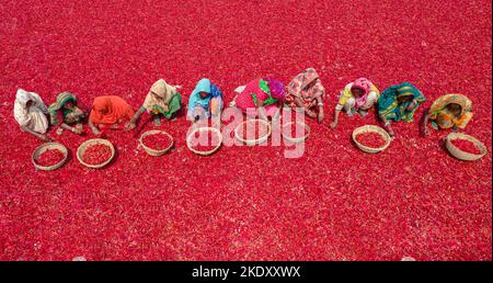 Bogura, Rajshahi, Bangladesh. 9th novembre 2022. Les travailleuses trient des millions de piments rouges qui créent une mer de rouge couvrant des hectares de terre. Ils reçoivent Â€3 par jour ''“ avancer lentement avec leurs paniers pour séparer le mauvais du bien après que les piments ont été séchés au soleil pendant une semaine. Plus de 1000 travailleuses travaillent dans près de 100 fermes de Chili du district de Bogura, au Bangladesh, pour fournir des piments aux entreprises locales. (Credit image: © Mustasinur Rahman Alvi/ZUMA Press Wire) Credit: ZUMA Press, Inc./Alamy Live News Banque D'Images