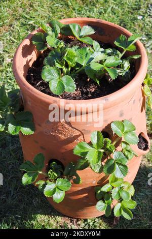 Fût de fraise fraîchement planté - John Gollop Banque D'Images