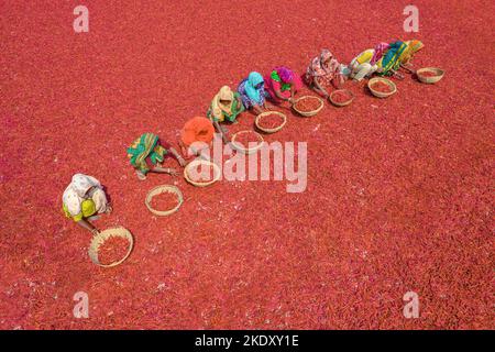 Bogura, Rajshahi, Bangladesh. 9th novembre 2022. Les travailleuses trient des millions de piments rouges qui créent une mer de rouge couvrant des hectares de terre. Ils reçoivent Â€3 par jour ''“ avancer lentement avec leurs paniers pour séparer le mauvais du bien après que les piments ont été séchés au soleil pendant une semaine. Plus de 1000 travailleuses travaillent dans près de 100 fermes de Chili du district de Bogura, au Bangladesh, pour fournir des piments aux entreprises locales. (Credit image: © Mustasinur Rahman Alvi/ZUMA Press Wire) Credit: ZUMA Press, Inc./Alamy Live News Banque D'Images