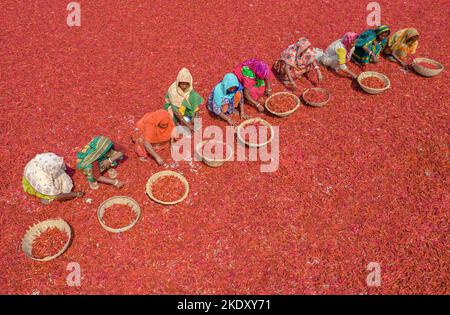 Bogura, Rajshahi, Bangladesh. 9th novembre 2022. Les travailleuses trient des millions de piments rouges qui créent une mer de rouge couvrant des hectares de terre. Ils reçoivent Â€3 par jour ''“ avancer lentement avec leurs paniers pour séparer le mauvais du bien après que les piments ont été séchés au soleil pendant une semaine. Plus de 1000 travailleuses travaillent dans près de 100 fermes de Chili du district de Bogura, au Bangladesh, pour fournir des piments aux entreprises locales. (Credit image: © Mustasinur Rahman Alvi/ZUMA Press Wire) Credit: ZUMA Press, Inc./Alamy Live News Banque D'Images