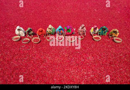 Bogura, Rajshahi, Bangladesh. 9th novembre 2022. Les travailleuses trient des millions de piments rouges qui créent une mer de rouge couvrant des hectares de terre. Ils reçoivent Â€3 par jour ''“ avancer lentement avec leurs paniers pour séparer le mauvais du bien après que les piments ont été séchés au soleil pendant une semaine. Plus de 1000 travailleuses travaillent dans près de 100 fermes de Chili du district de Bogura, au Bangladesh, pour fournir des piments aux entreprises locales. (Credit image: © Mustasinur Rahman Alvi/ZUMA Press Wire) Credit: ZUMA Press, Inc./Alamy Live News Banque D'Images