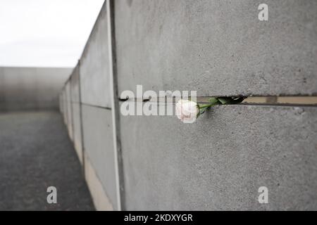 Berlin, Allemagne 09 novembre 2022, Berlin, Berlin/Potsdam: Une rose est coincée dans le soi-disant mur avant du Mémorial du mur de Berlin lors de la commémoration centrale du 33rd anniversaire de la chute du mur. Photo: Joerg Carstensen/dpa crédit: dpa Picture Alliance/Alay Live News Banque D'Images