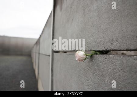 Berlin, Allemagne 09 novembre 2022, Berlin, Berlin/Potsdam: Une rose est coincée dans le soi-disant mur avant du Mémorial du mur de Berlin lors de la commémoration centrale du 33rd anniversaire de la chute du mur. Photo: Joerg Carstensen/dpa crédit: dpa Picture Alliance/Alay Live News Banque D'Images