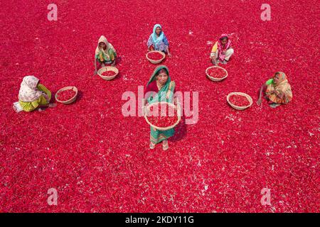 Bogura, Rajshahi, Bangladesh. 9th novembre 2022. Les travailleuses trient des millions de piments rouges qui créent une mer de rouge couvrant des hectares de terre. Ils reçoivent Â€3 par jour ''“ avancer lentement avec leurs paniers pour séparer le mauvais du bien après que les piments ont été séchés au soleil pendant une semaine. Plus de 1000 travailleuses travaillent dans près de 100 fermes de Chili du district de Bogura, au Bangladesh, pour fournir des piments aux entreprises locales. (Credit image: © Mustasinur Rahman Alvi/ZUMA Press Wire) Credit: ZUMA Press, Inc./Alamy Live News Banque D'Images