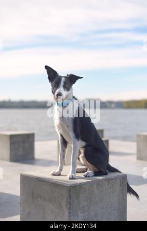 Chien noir et blanc Border collie assis sur le fond du lac Banque D'Images