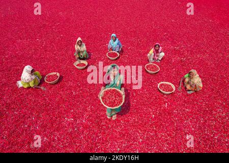 Bogura, Rajshahi, Bangladesh. 9th novembre 2022. Les travailleuses trient des millions de piments rouges qui créent une mer de rouge couvrant des hectares de terre. Ils reçoivent Â€3 par jour ''“ avancer lentement avec leurs paniers pour séparer le mauvais du bien après que les piments ont été séchés au soleil pendant une semaine. Plus de 1000 travailleuses travaillent dans près de 100 fermes de Chili du district de Bogura, au Bangladesh, pour fournir des piments aux entreprises locales. (Credit image: © Mustasinur Rahman Alvi/ZUMA Press Wire) Credit: ZUMA Press, Inc./Alamy Live News Banque D'Images