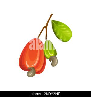 Noix de cajou rouge. Fruits jaunes exotiques mûrs et mûrs avec feuilles vertes. Illustration vectorielle de dessin animé Illustration de Vecteur