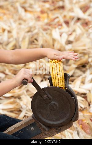 Italie, Lombardie, ancienne reconstitution agricole, enfant en utilisant la machine manuelle ancienne pour faire la coquille des épis de maïs jaune Banque D'Images