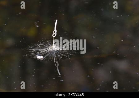 Graine d'un pourpre salsifis Tragopogon porrifolius flottant dans une flaque d'eau. Réserve naturelle d'Inagua. Grande Canarie. Îles Canaries. Espagne. Banque D'Images