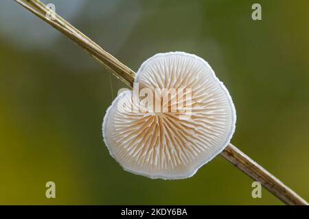 Gros plan d'un champignon délicat et blanc, un oysterling variable, sur une lame d'herbe, vu du fond Banque D'Images