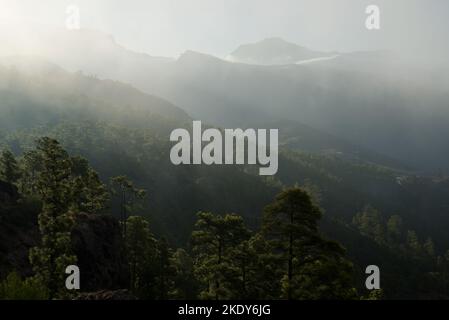 Forêt de pins de l'île des Canaries Pinus canariensis à Inagua et au sud-ouest de l'île de Gran Canaria contre la lumière. Îles Canaries. Espagne. Banque D'Images