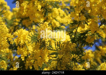 Un gros plan d'un arbre de rocacia dealbata avec des fleurs jaunes par une journée ensoleillée Banque D'Images