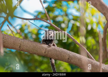 Une marmoset mignonne (Callithix jacchus) reposant sur une branche d'arbre un jour ensoleillé sur un fond flou Banque D'Images