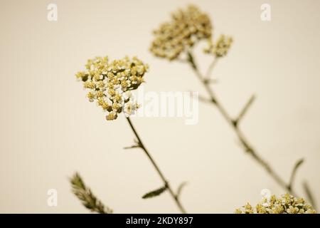 Fond naturel avec fleurs d'yarrow sur le mur beige. Banque D'Images