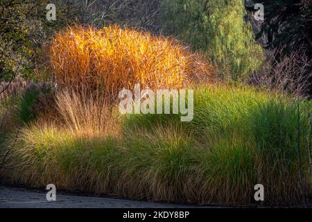 Composition de groupes d'herbes ornementales en automne. Arbres colorés en arrière-plan. Floraison de l'herbe. Banque D'Images