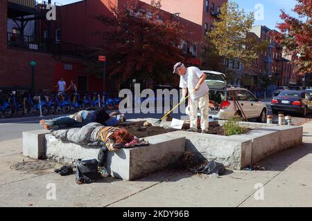 Un jardinier a tendance à un jardinier avec plusieurs personnes qui dorment dessus, dans une rue de Cobble Hill, Brooklyn, New York. Banque D'Images