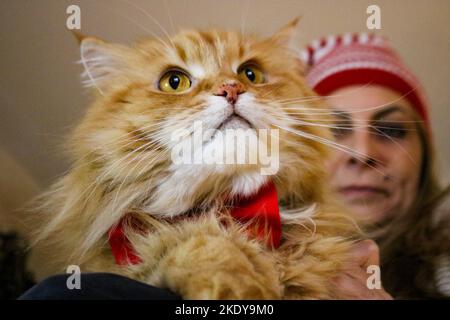Femme et chat Banque D'Images