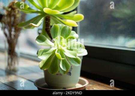 Une plante de houseleek d'arbre vert, l'Aeonium dans un pot sous la lumière du soleil à la maison Banque D'Images