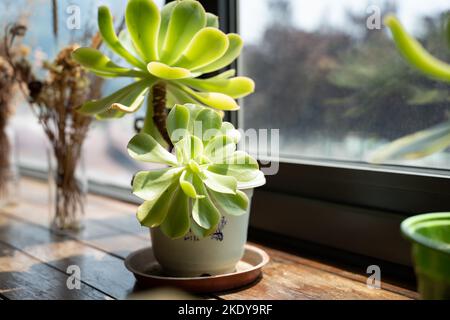 Une plante de houseleek d'arbre vert, l'Aeonium dans un pot sous la lumière du soleil à la maison Banque D'Images