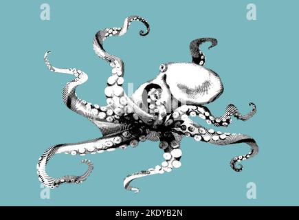 gravure d'octopus. Illustration réaliste du poulpe. Graphique de haute qualité Banque D'Images