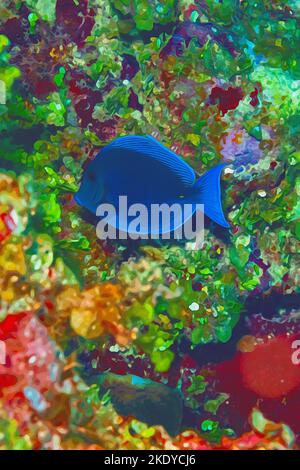 Création numérique d'une peinture aquarelle d'un poisson Blue Tang se nourrissant sur le fond de l'océan Banque D'Images
