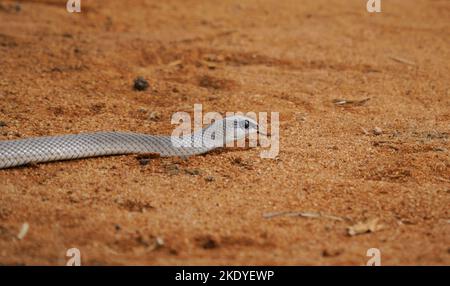 Black Mamba Dendroaspis polylepis serpent très venimeux traversant une piste dans le parc national de Tsavo au Kenya en Afrique de l'est Banque D'Images