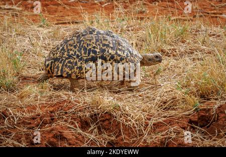 Tortue léopard Geochelone pardalis errant dans la brousse pendant les conditions de sécheresse dans le parc national de Tsavo au Kenya Banque D'Images