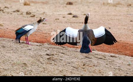 Une paire d'Oies égyptiennes Alopochen aegyptiacus qui lève l'alarme avec leur appel à traquer les hyenas du parc national de Tsavo au Kenya Banque D'Images