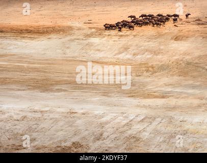 Troupeau de Buffalo africain B. cincerus arrivant à un grand trou d'eau séché - normalement un petit lac par Mudanda Rock dans le parc national de Tsavo Kenya Banque D'Images