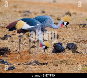 Grue couronnée Balearia Regulorum couple à la recherche d'insectes parmi les déjections de buffles dans le parc national de Tsavo-est Kenya Banque D'Images
