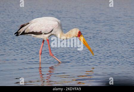 Stork à bec jaune Mycteria ibis pêche dans un trou d'eau du parc national de Tsavo Kenya Banque D'Images