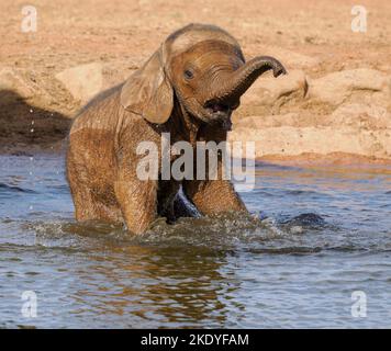 Bébé éléphant d'Afrique Loxodonta africanus dans un trou d'eau du parc national de Tsavo au Kenya Banque D'Images