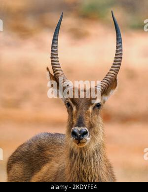 Waterbuck mâle Kobus ellipsiprymnus dans le bush ouvert au parc national Tsavo East dans le sud du Kenya Banque D'Images