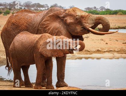 Femelle éléphant d'Afrique Loxodonta africanus et son jeune veau buvant dans un trou d'eau dans le parc national de Tsavo Kenya Banque D'Images