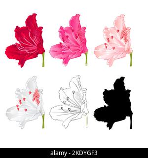 Fleur rhododendron arbuste de montagne rouge,rose, rose clair, blanc , contour et silhouette sur fond blanc fleur vintage onze vecteur illustrateur Illustration de Vecteur