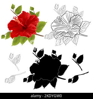 Hibiscus fleur tropicale rouge couleur naturelle contour et silhouette sur fond blanc vecteur vintage illustration botanique modifiable dessin à la main Illustration de Vecteur