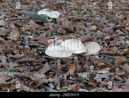 Groupe de champignons parasol sur le sol de la forêt, entouré de feuilles sèches en automne Banque D'Images